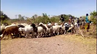 TAZAMA MFUGAJI WA KONDOO HUKO SUMBAWANGA AKIZITOWA ZIZINI BY MAMBWE BOY