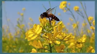 How Do Bees Make Honey ❓ The bee sucks the juice from the flowers | 🐝🍯 🐝 ❗ step-1 | #insects #bee