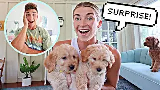 Bringing home 2 puppies to see my husbands reaction