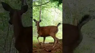 Deer vs Bear