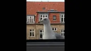 Seagull demands food - M&aring;ge kr&aelig;ver fodring