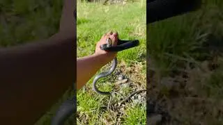 Northern black racer #snake #animals #nature
