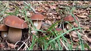 Amazing brown porcini mushrooms 2026
