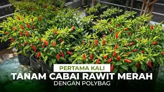 Pertama kali aku belajar menanam cabai rawit merah dipolybag #berkebun