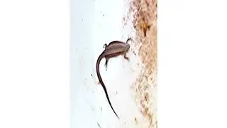 Naturbeobachtung Waldeidechse(Zootoca vivipara(Lichtenstein 1823)) fluchtbereit