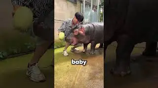 Zookeeper Tricks Hippos Until They Get Revenge 🦛🍉