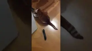 cat unimpressed by zucchini / cucumber
