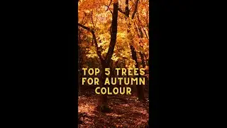 Top 5 trees for autumn colour 🍂