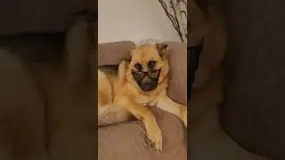 #dog #adorabledog #doglover #germanshepherdlovers #germanshepherd