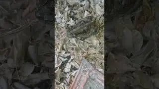 Mis SAPOS del buen vivir tienen CASERONES DE TEJAS FRANCESAS 