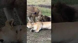 Lioness showing love to the King 👑 #lion #animals #wildanimals