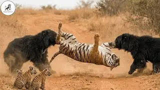 Unexpected Encounter &ndash; Sloth Bears and a Tiger in a Battle for Survival #wildlifedocumentary