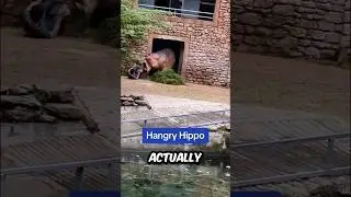 Hippo attacks zoo keeper