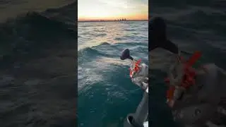 Big king salmon caught downrigging fishing Lake Ontario