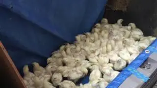 Moving the 3 week old meat chickens to Free Home Farm