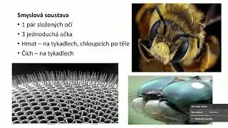Přírodopis 6  třída   Hmyz