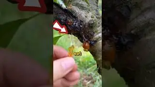 Why Eat Tree Sap 🌳