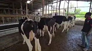 Healthy cows in clean stalls produce wealth, not just milk.