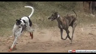 dog race | greyhound racing 2018 | best dogs racing
