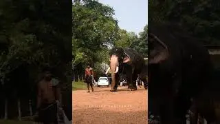 Chemmarappally Manikyam | Kumki Tamil Movie Elephant