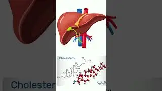 What does the liver do?