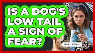 Is a Dog's Low Tail a Sign of Fear?