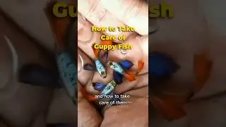 How to Take Care of Guppy Fish #shorts #guppy