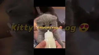 grey Persian Kitten ❤️#kittycats Vlog #awwanimals #catvideos ..