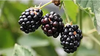 Picking of cherries, berries and fruits for yourself near Gush Halav, Israel. Savannah farm