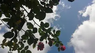 Peaceful meditation in beautiful surroundings