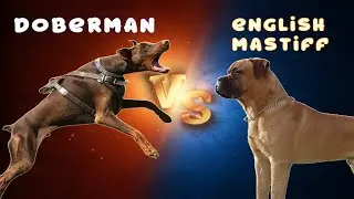 doberman vs mastiff😱😱attitude status DOG'S-planet💞 #Short video