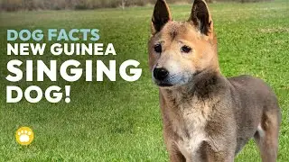 New Guinea Singing Dog Facts (History, Temperament, & More)