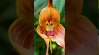 The Monkey orchid: Rare and unique #shorts  #orchids #shortvideos