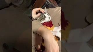 Свяжем вместе свитер для моей кошки ✨ Вдохновлено гриффиндорским стилем #гаррипоттер #вязаниекрюч...