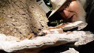 Giant Polypores!