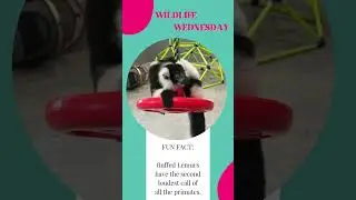 #WildlifeWednesday The ruffed lemur has the second loudest call of all primates #lemurs