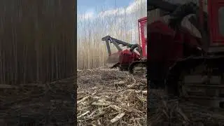 Land Clearing - Mulching - Lamtrac 8300T - MGI - MG INDUSTRIES