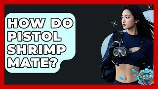 How Do Pistol Shrimp Mate? - The Marine Life Explorer