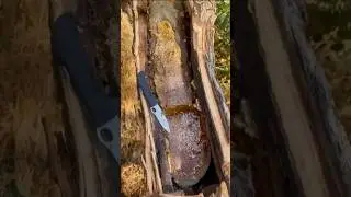 Bees Built a Perfect Honeycomb Inside a Tree Branch 🍯🐝 #trending #shorts #bees #honey