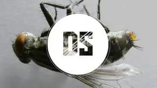 Dub Scout - Stethoscope / Fly Spray (OUT NOW!)