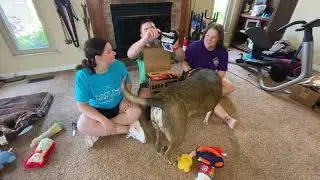 BarkBox August