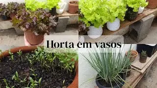 MINHA HORTA EM VASOS 🍅🥬🫑🥕