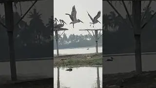 Kolleru Bird Sanctuary #trending #birds #andhrapradesh #boat #latest