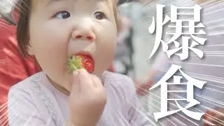 初めてのいちご狩りで大興奮！いちごを食べまくる食いしん坊な1歳児！【家族でお出かけ】