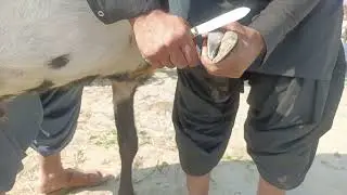 bakri k khur kaatne ka tareeka | ismail goat farm d g khan