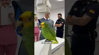 Loro ENLOQUECE en rayos X 😂🦜 | Hospital Espa&ntilde;a | Humor Viral