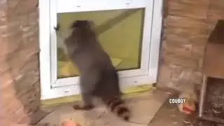 Mapaches bonitos