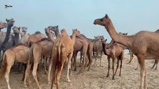 Camel are taking restالابل تاخذ قسطا من الراحت #tharwildlife #animals #mythar