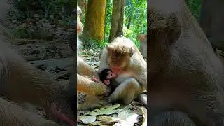 Best clip of monkey life, Rose pays attention for Julina with lovely #monkey #babymonky #babyanimal