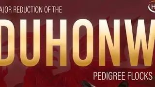 Major reduction of the DUHONW Pedigree Sheep Flocks at Carlisle at 10.30am on 28/12/24